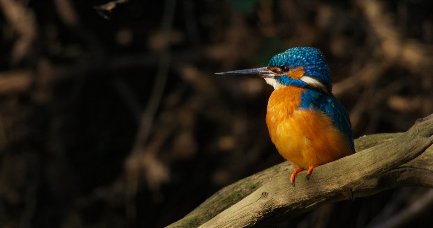 OnzeNatuur 1